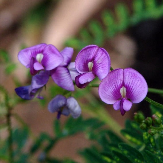 Swainsona Galegifolia ‘Darling Pea’ - Australian Native Flower | X 25 Seeds