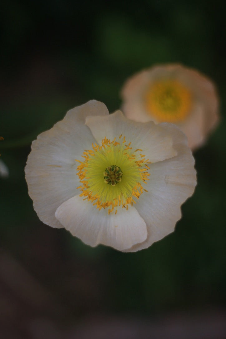 Poppy Iceland Pastel Victory Giant Mixed Flower | x 500 Seeds