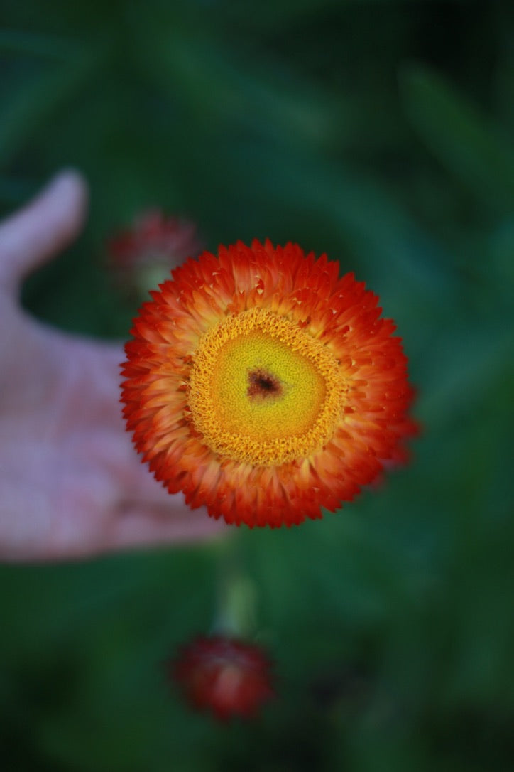 Everlasting Strawflower – Copper Red – Australian Native Flower | x 100 Seeds