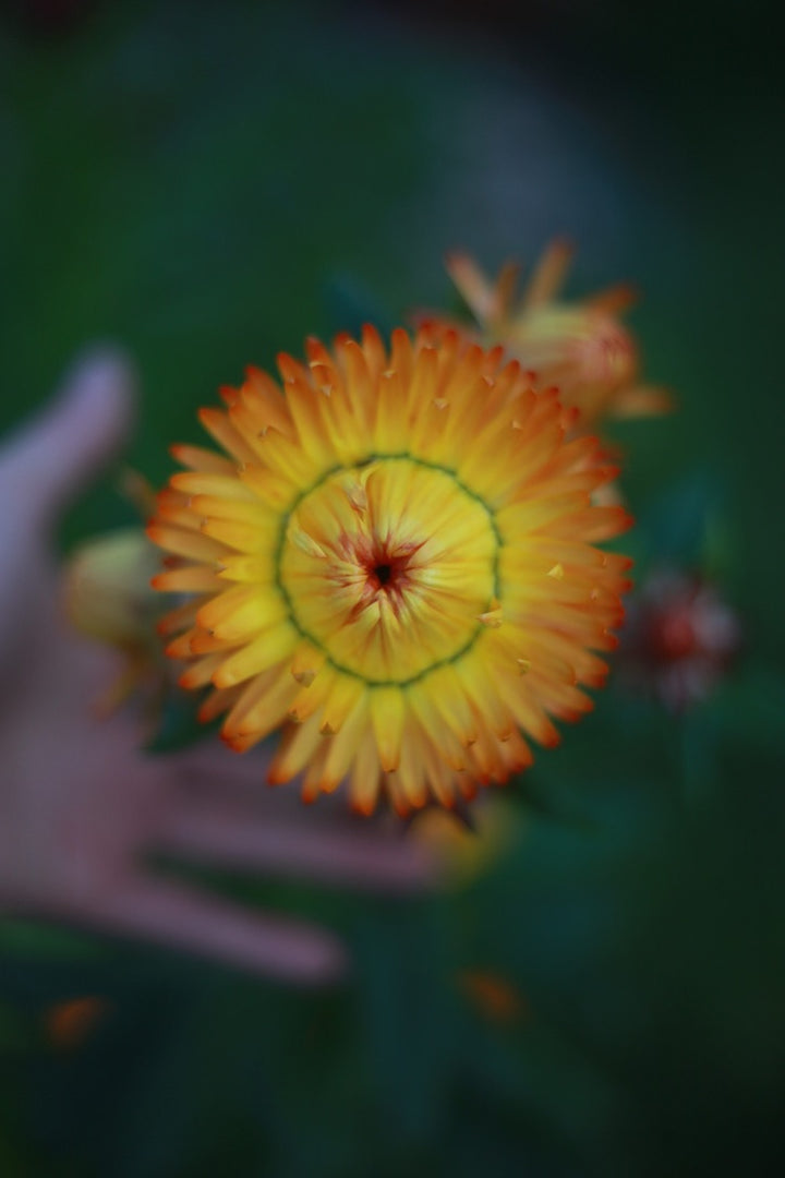 Everlasting Strawflower – Orange – Australian Native Flower | x 100 Seeds