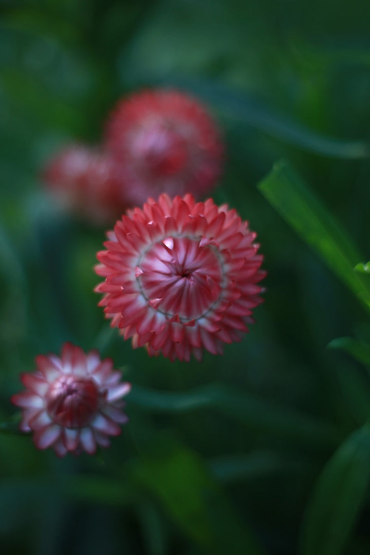 Everlasting Strawflower – Salmon Rose – Australian Native Flower | x 100 Seeds