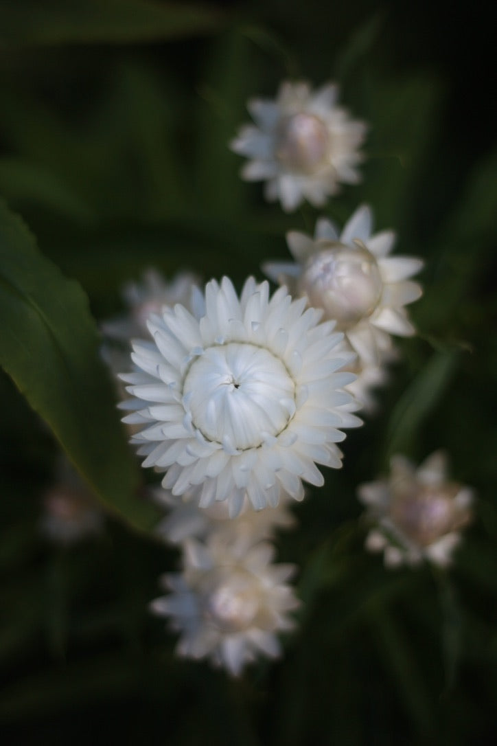 Everlasting Strawflower White – Australian Native Flower  Seed