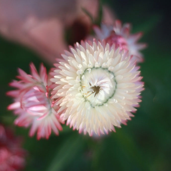 Everlasting Strawflower – Silvery Rose – Australian Native Flower | x 100 SeedsEverlasting Strawflower Silvery Rose