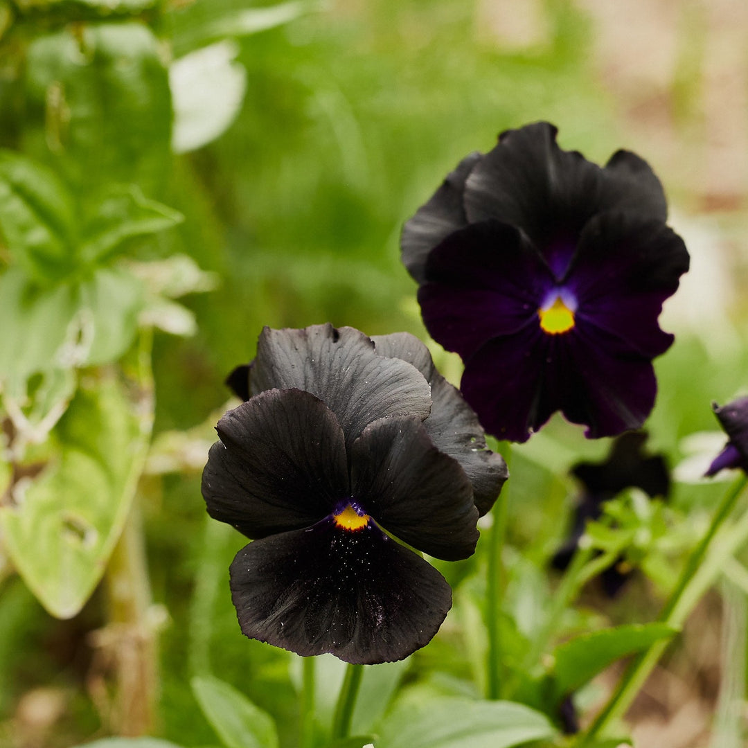 Viola Crystal Clear Black Pansy Flower | X 100 Seeds