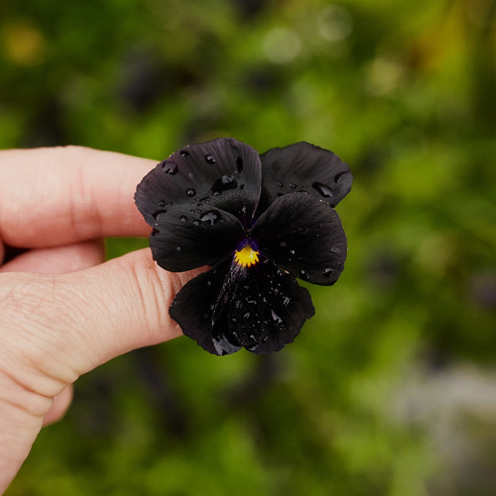 Viola Crystal Clear Black Pansy Flower | X 100 Seeds