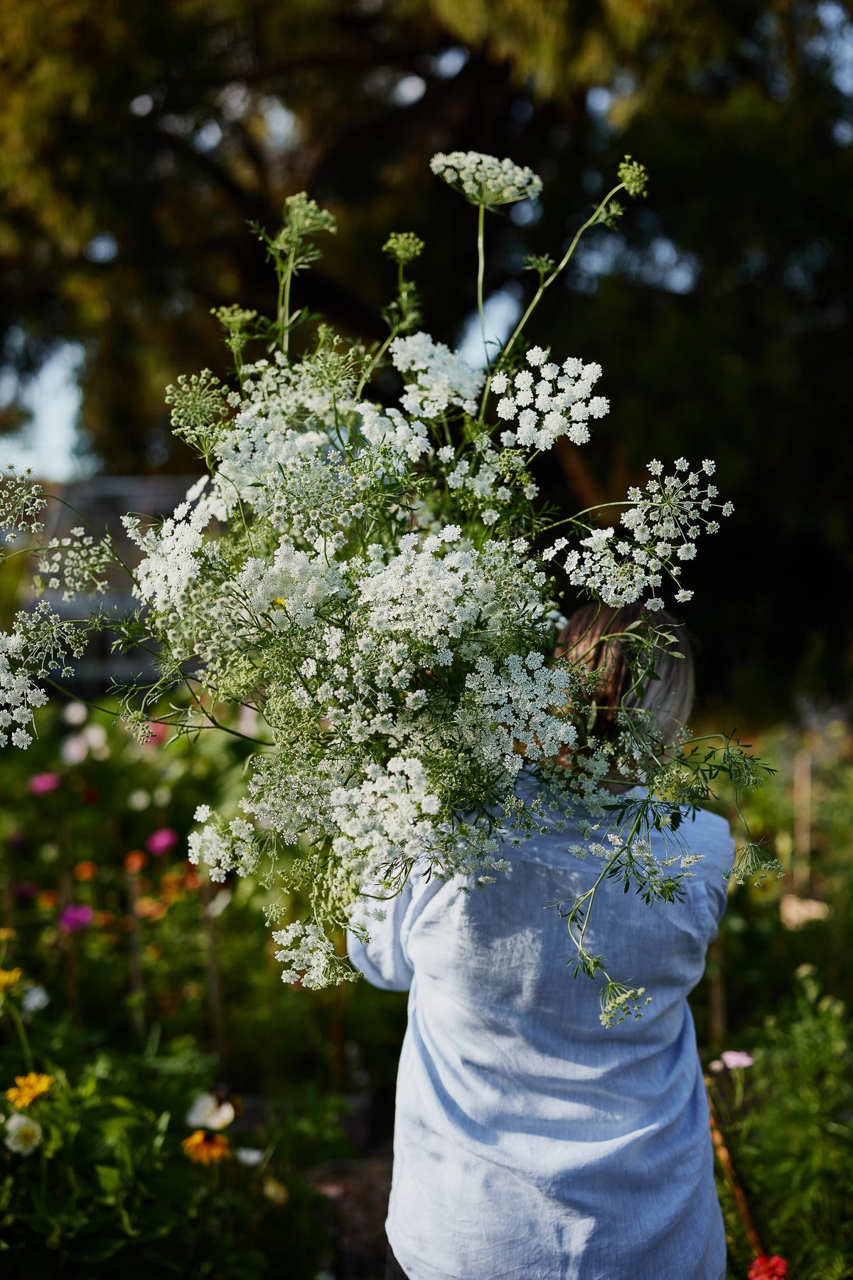ammi flower seeds White Dill Ammi 'False Queen Anne's Lace' Flower