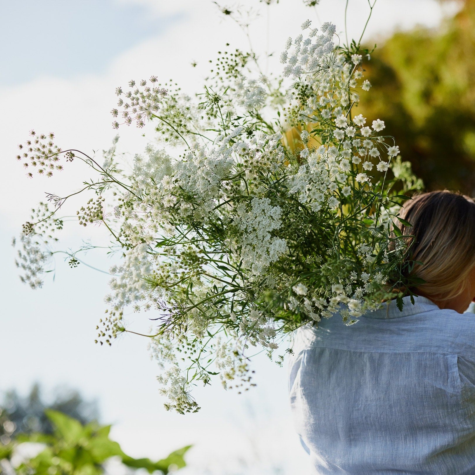 White Dill Ammi ‘False Queen Anne’s Lace’ Flower | x 300 Seeds – Veggie