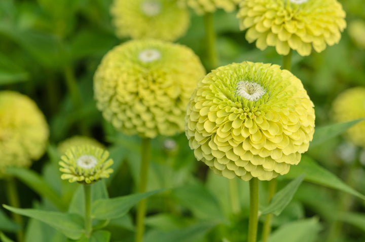 Zinnia Elegans Envy Lime Green Flower Seed