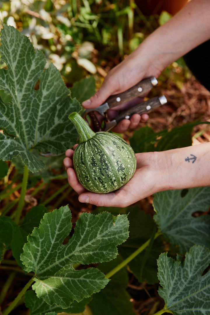 Zucchini Ronde De Nice Vegetable