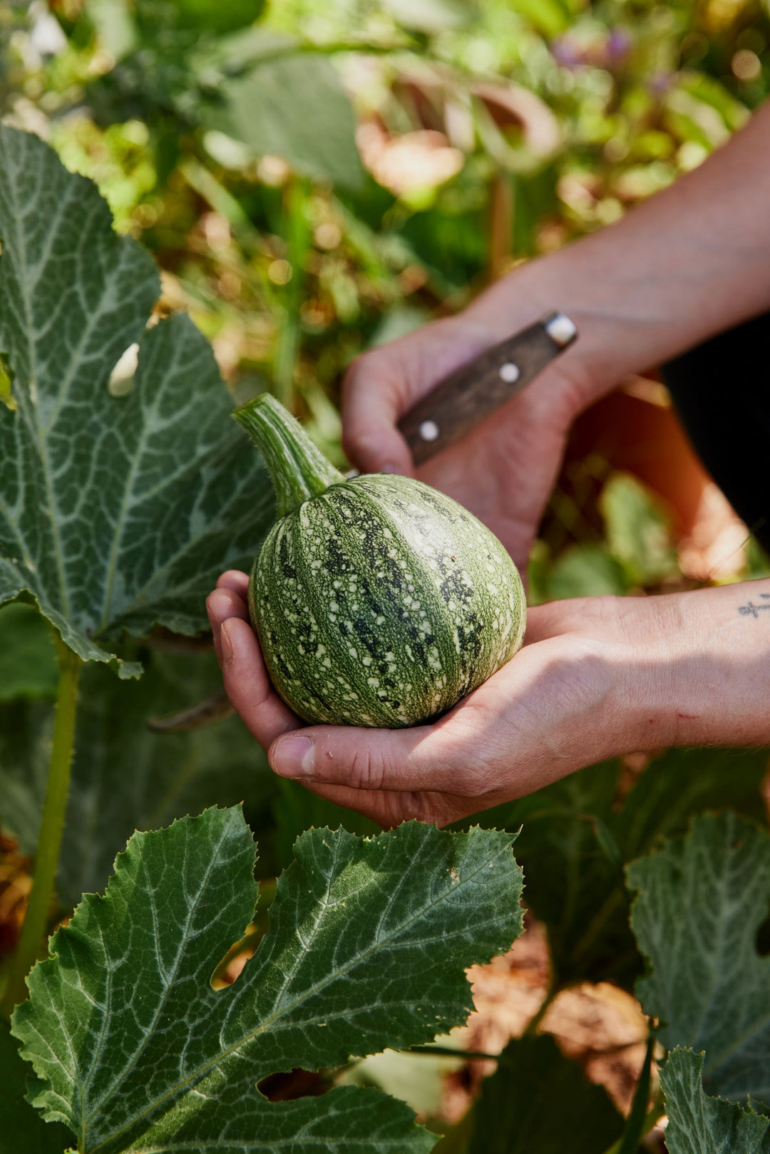 Zucchini Ronde De Nice Vegetable