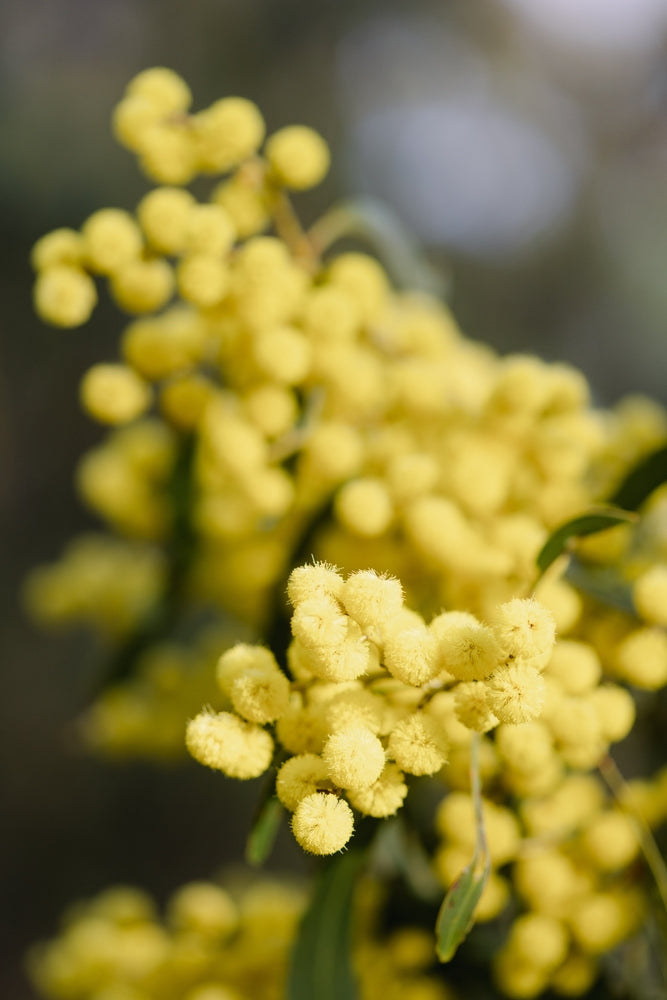 Acacia victoriae Elegant Wattle Australian Native | X 20 Seeds
