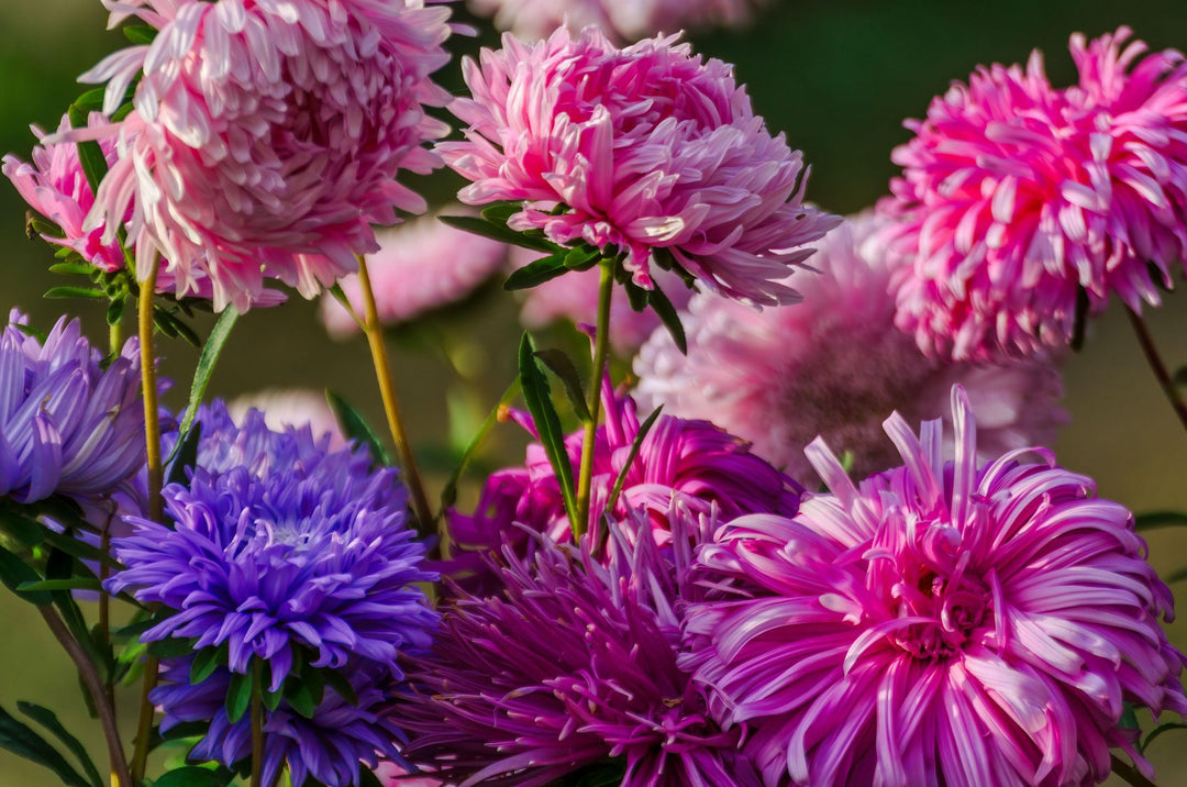Aster Tall Peony Duchesse Mixed Flower