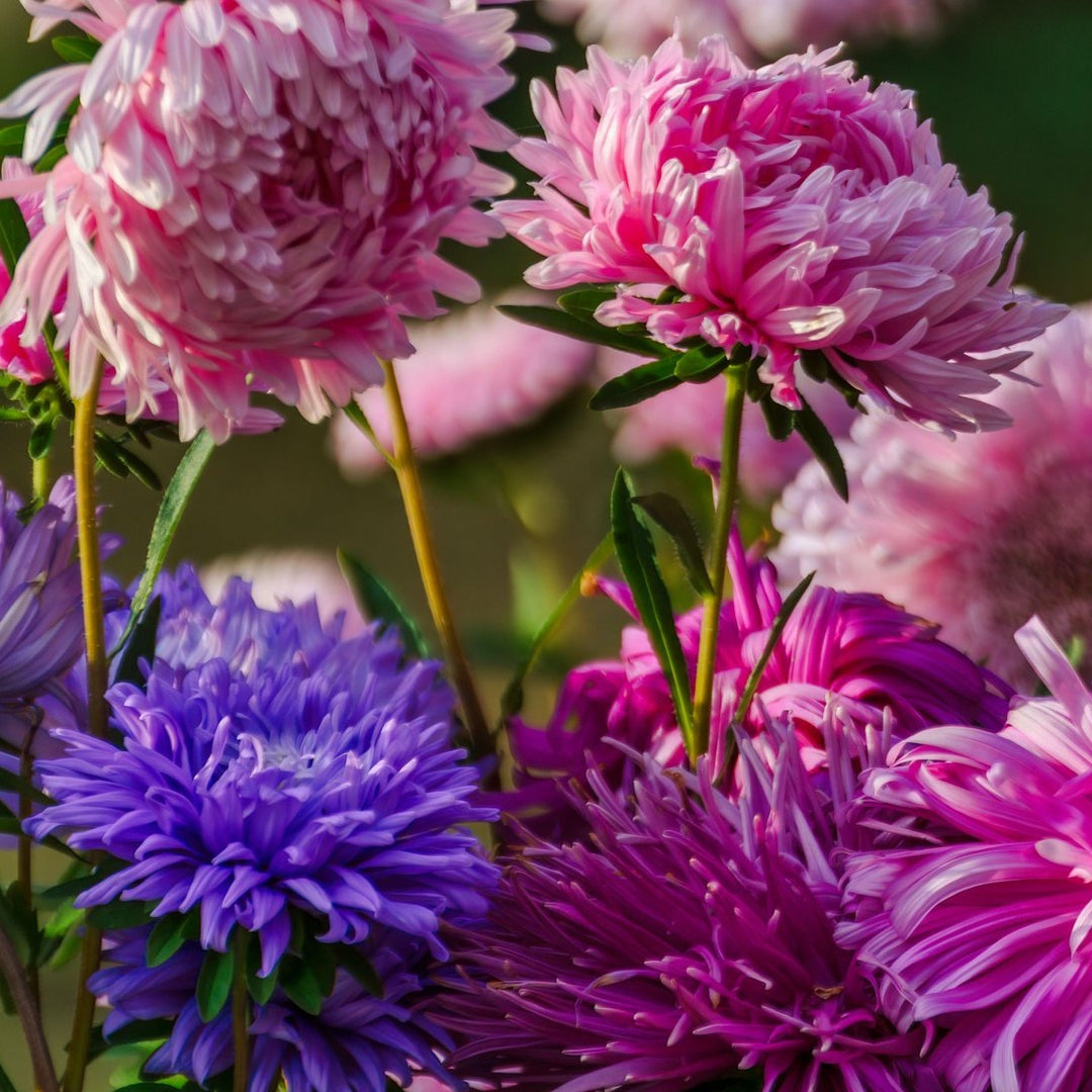 Aster Tall Peony Duchesse Mixed Flower