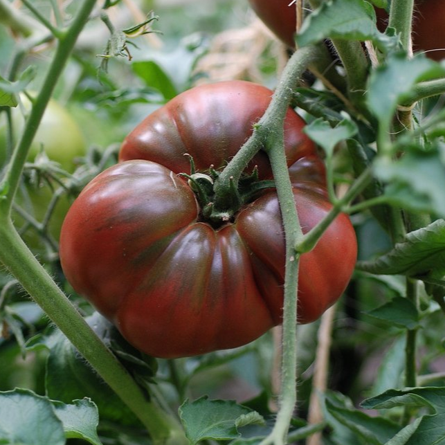 Tomato Black Krim | x 100 seeds
