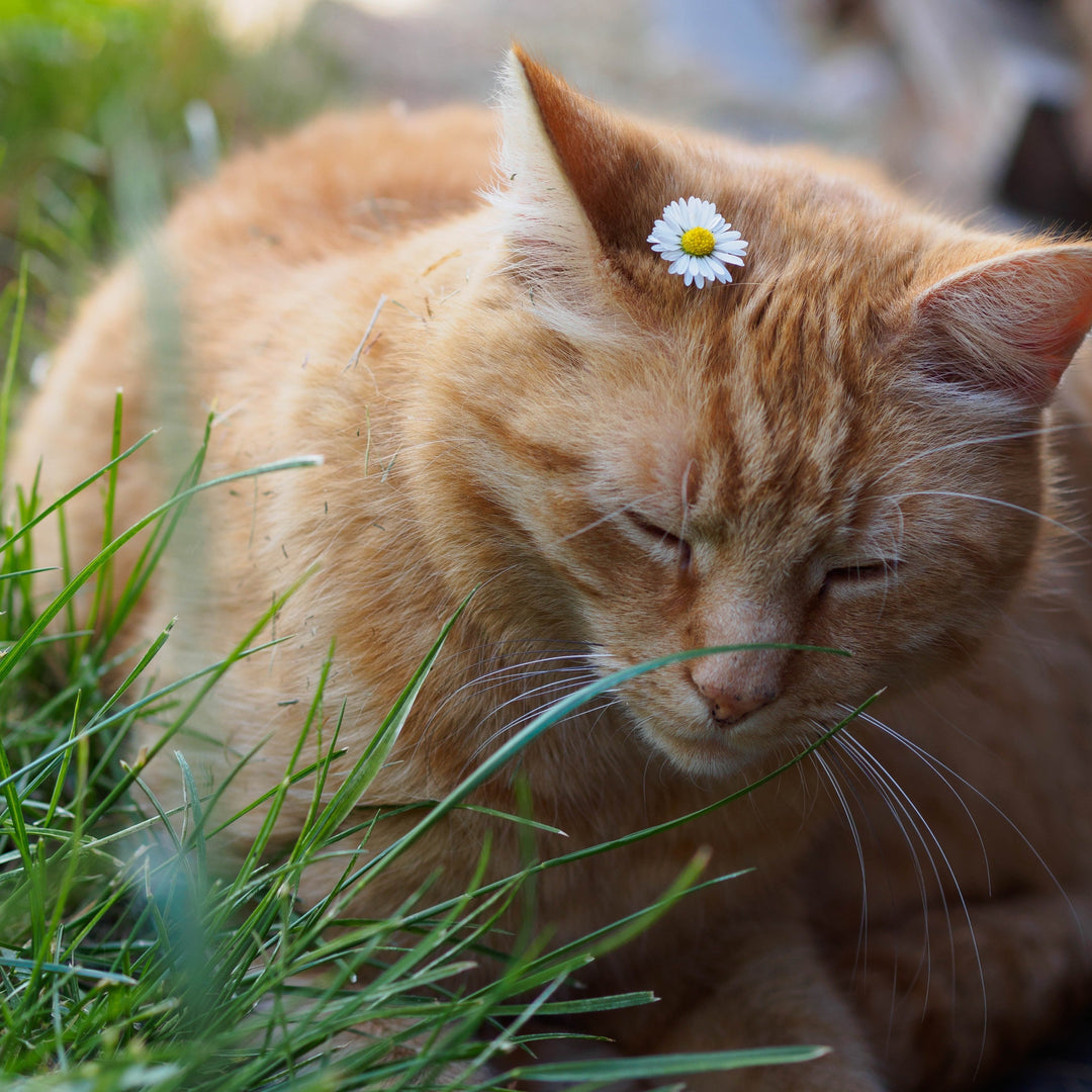 Cat Grass + Catnip Seeds (twin pack)