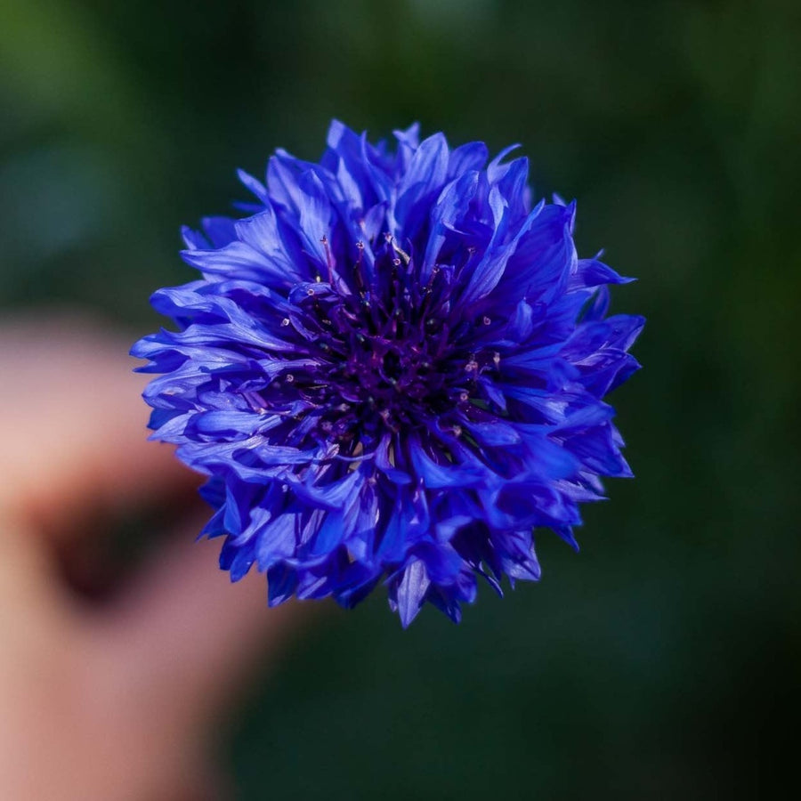 Cornflower Centaurea Blue Boy Flower x 80 seeds Veggie & Flower