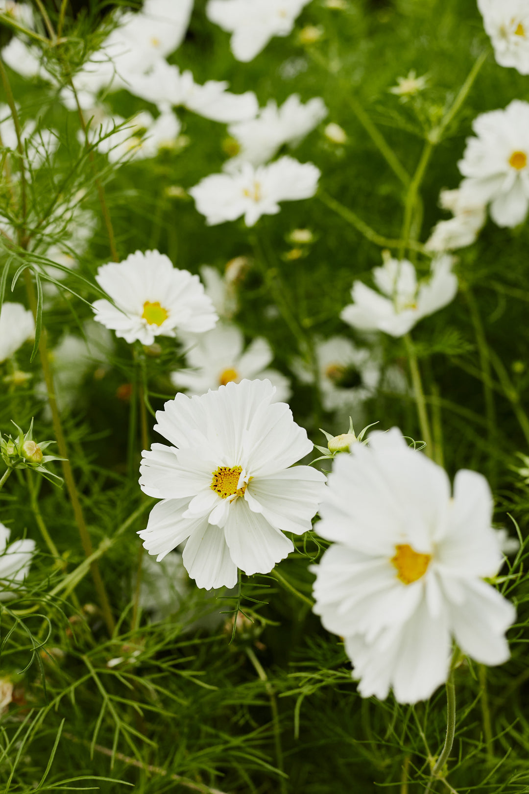 Cosmos Fizzy White Flower | X 50 Seeds