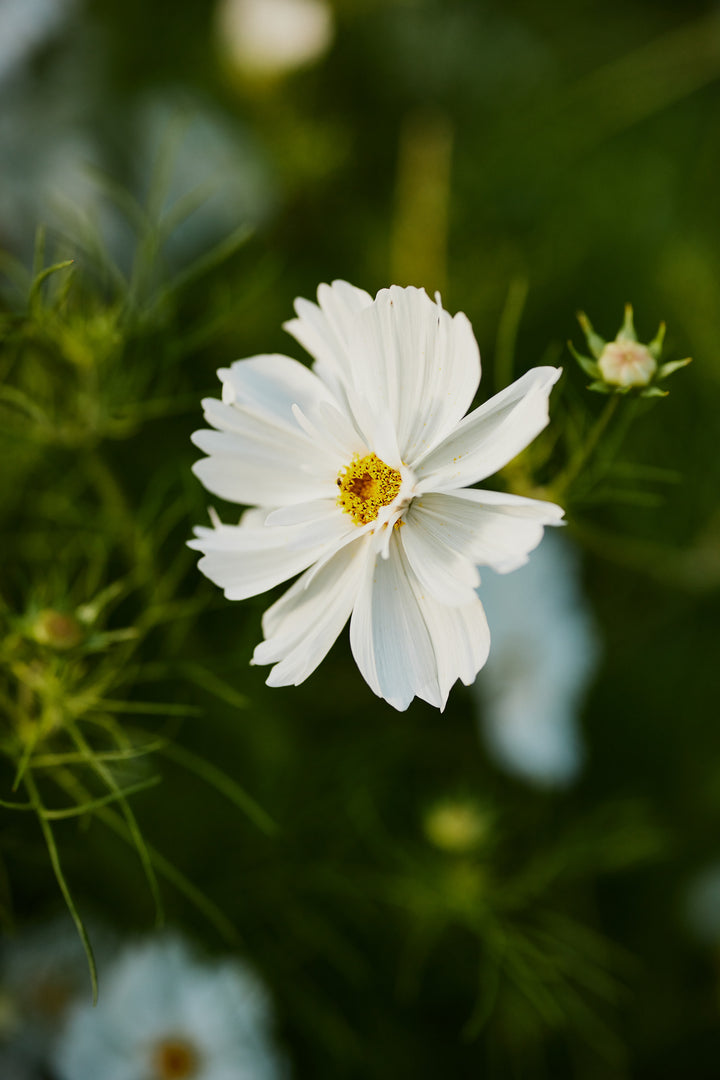 Cosmos Fizzy White Flower | X 50 Seeds
