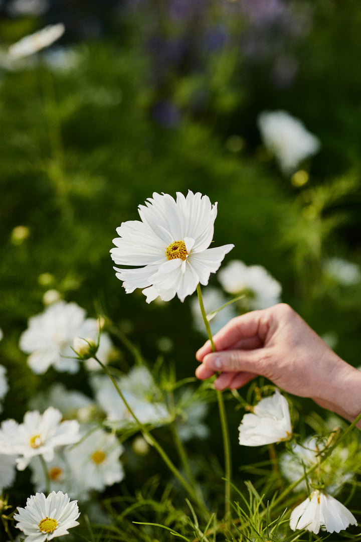 Cosmos Fizzy White Flower | X 50 Seeds