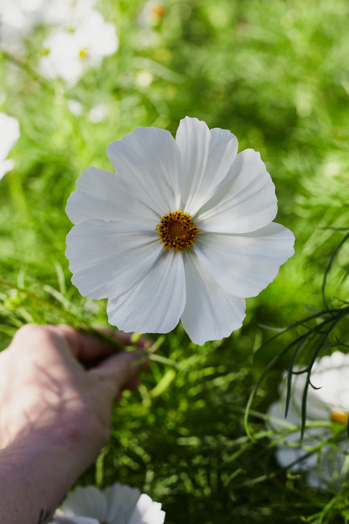 Cosmos Sensation Purity White Flower | X 50 Seeds