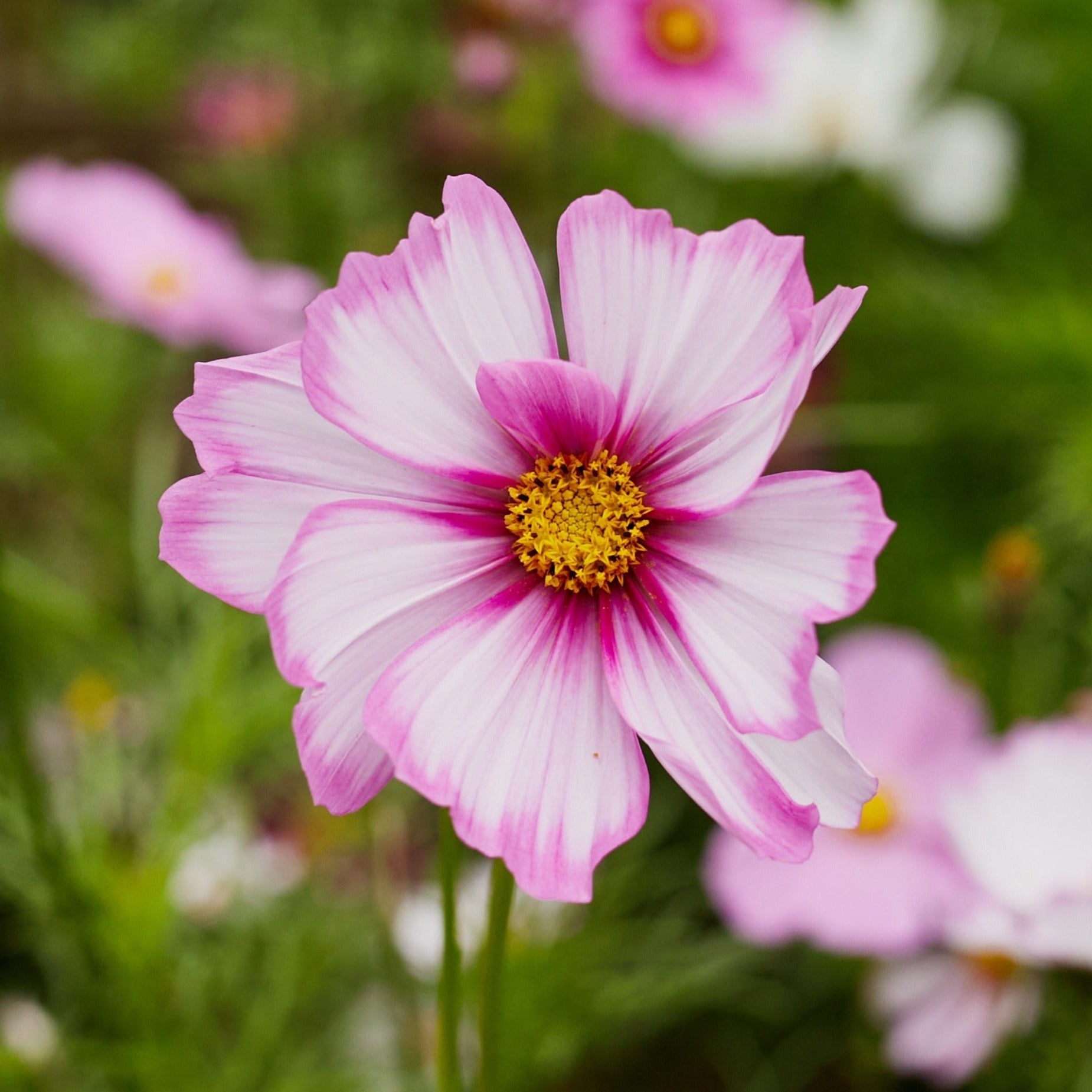 Cosmos Sensations Candy Stripe Flower | X 80 Seeds – Veggie & Flower ...