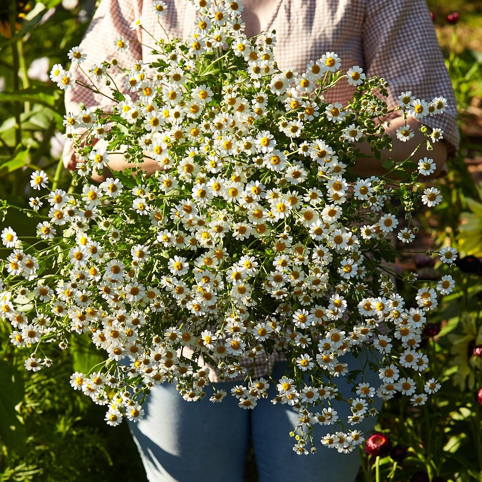 Feverfew Tall Single White Flower X 200 Seeds Veggie & Flower