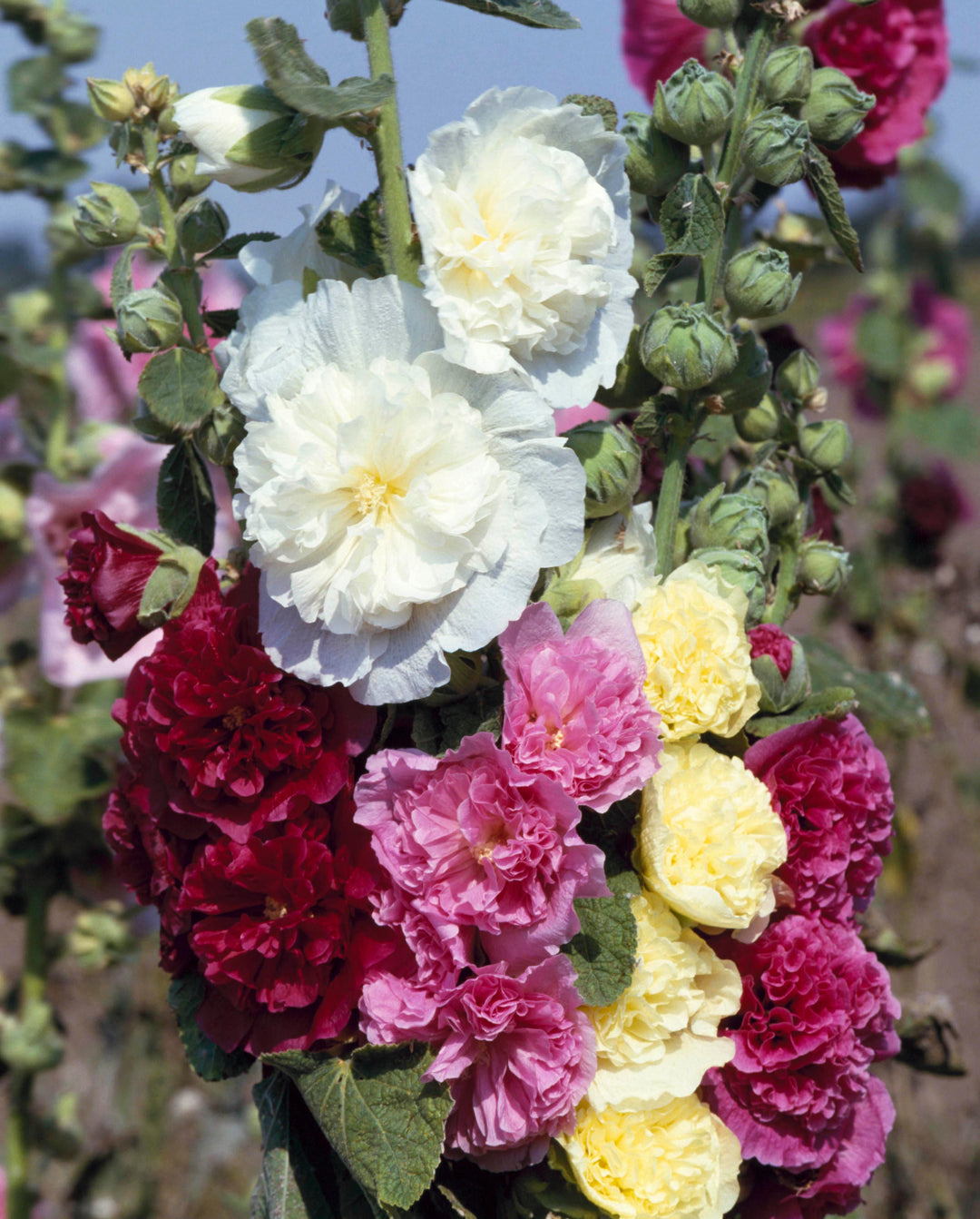 Hollyhock Chaters Double Mixed Flower