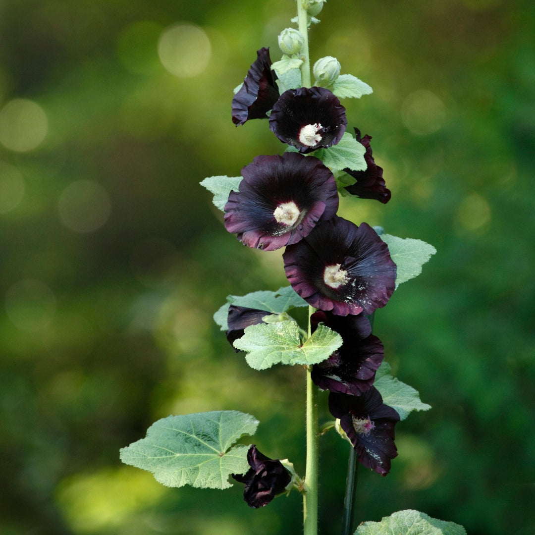 Hollyhock Henry The Eighth Black Flower
