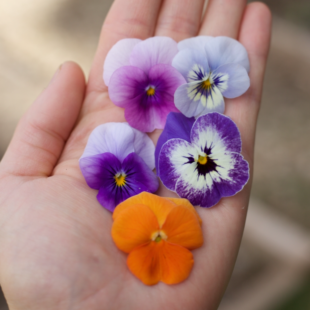 Viola Pastel Colours Mix Seeds
