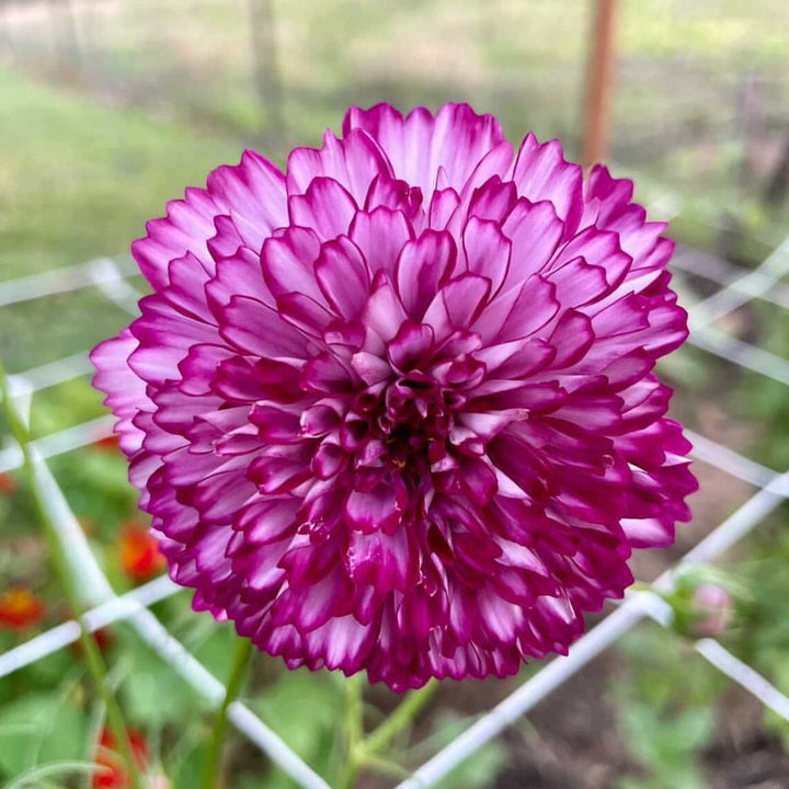 Cosmos Double Click Bicolour Violet Flower Seeds