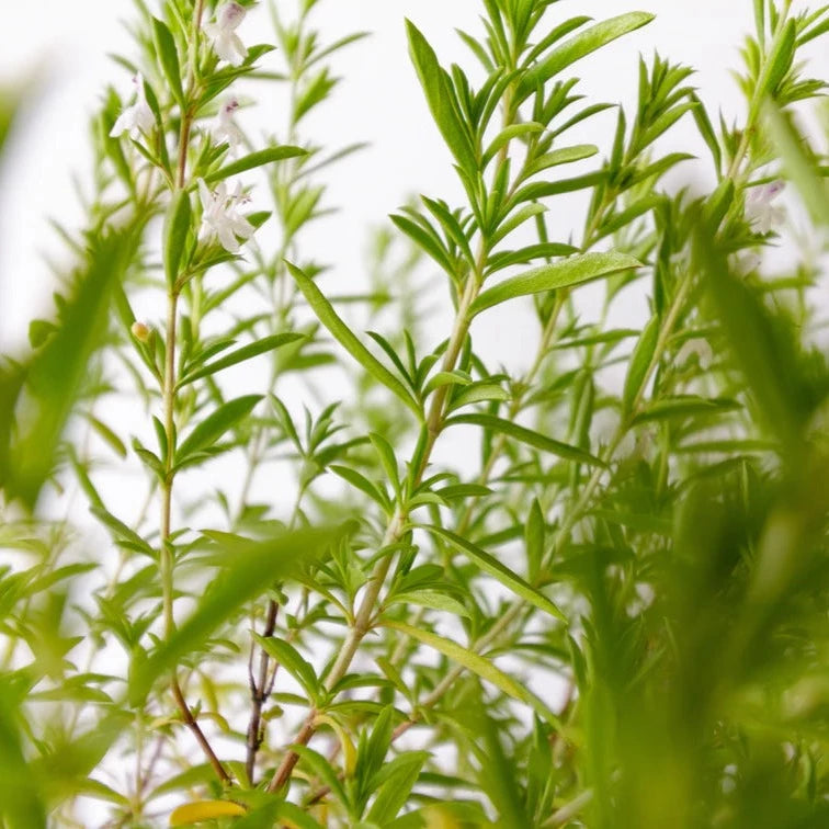 Savory Summer Herb | X 300 Seeds