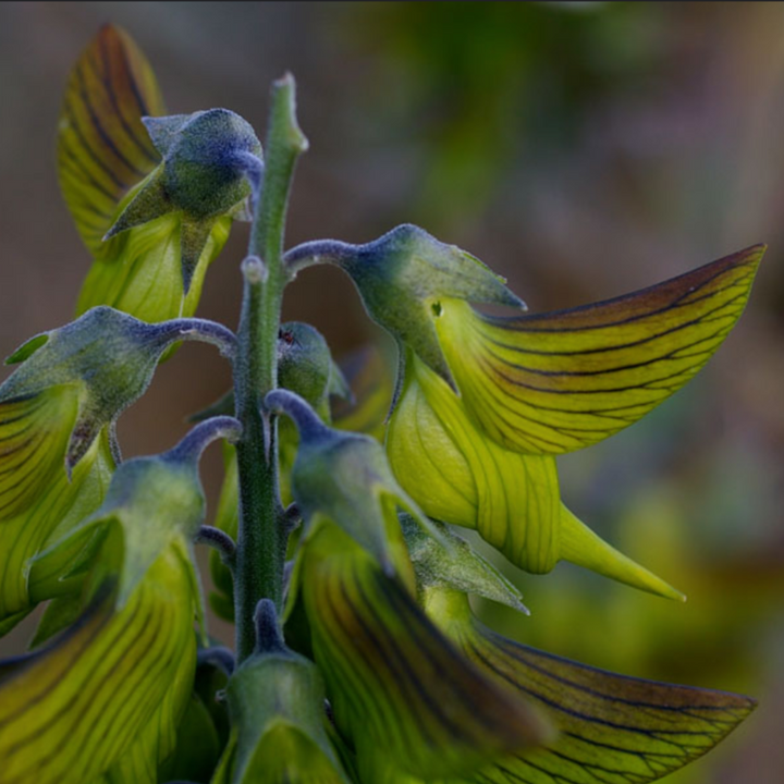 Regal Birdflower Crotalaria cunninghamii Australian Native 