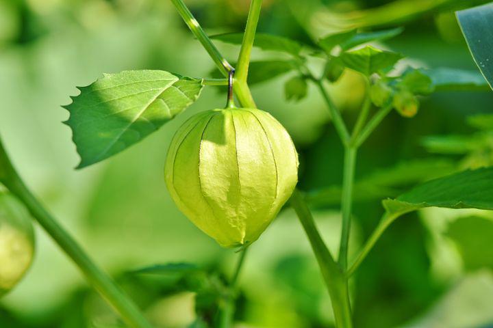 Cape Gooseberry Golden Nugget Seed