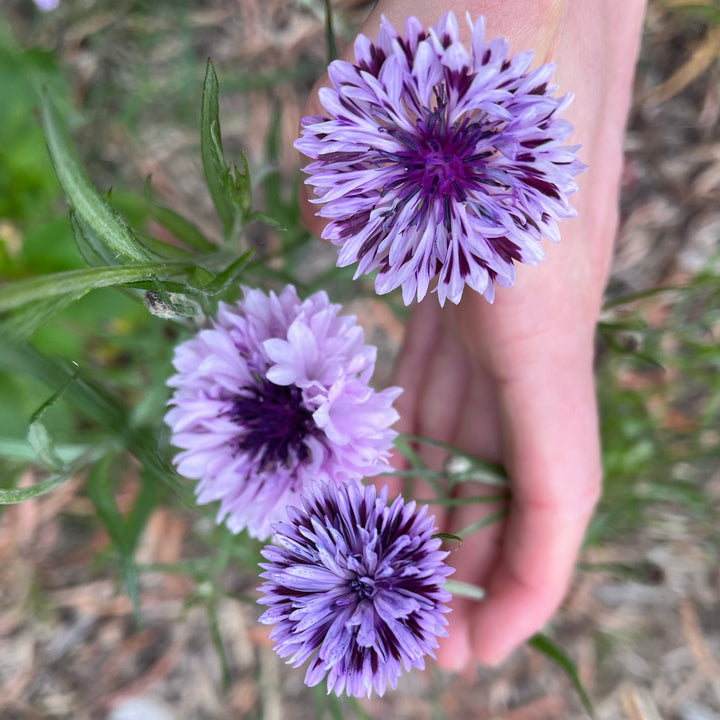 Cornflower Centaurea Classic Magic Flower | X 80 seeds