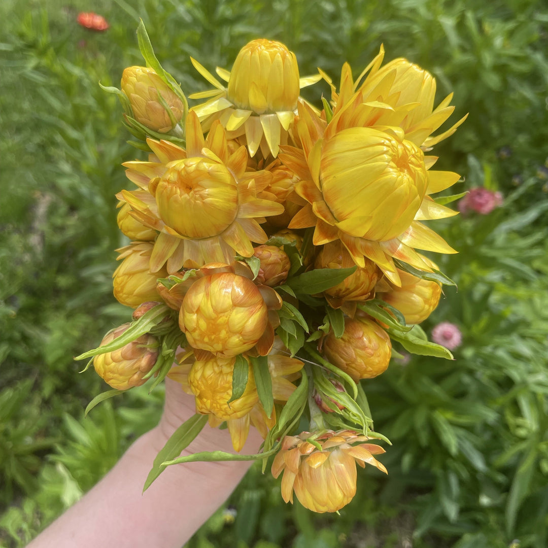 Everlasting Strawflower – Golden Yellow – Australian Native Flower Seeds