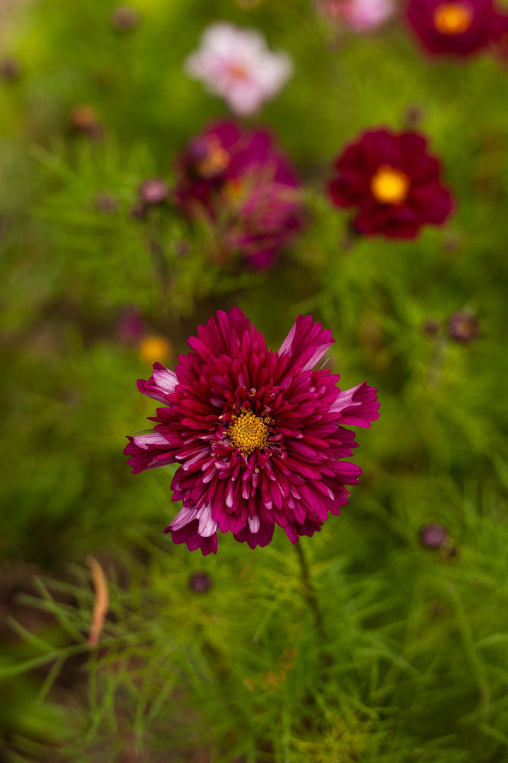 Cosmos Double Click Cranberry Flower | X 30 Seeds