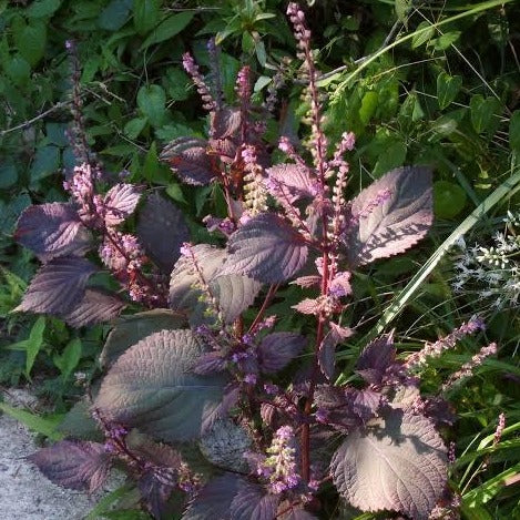 Shiso - Japanese Red (Perilla) Seeds