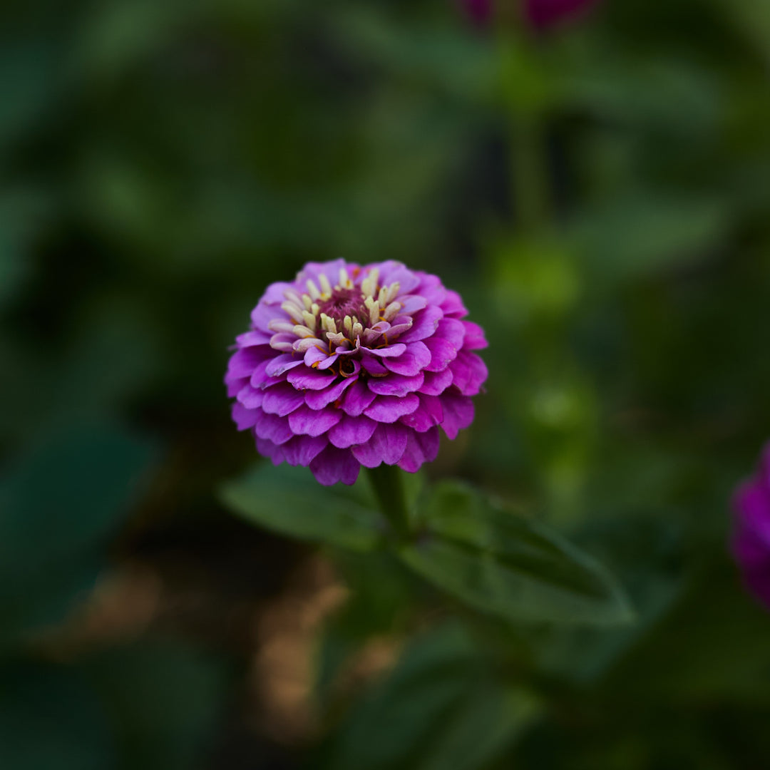Zinnia Lilliput Rose Flower 