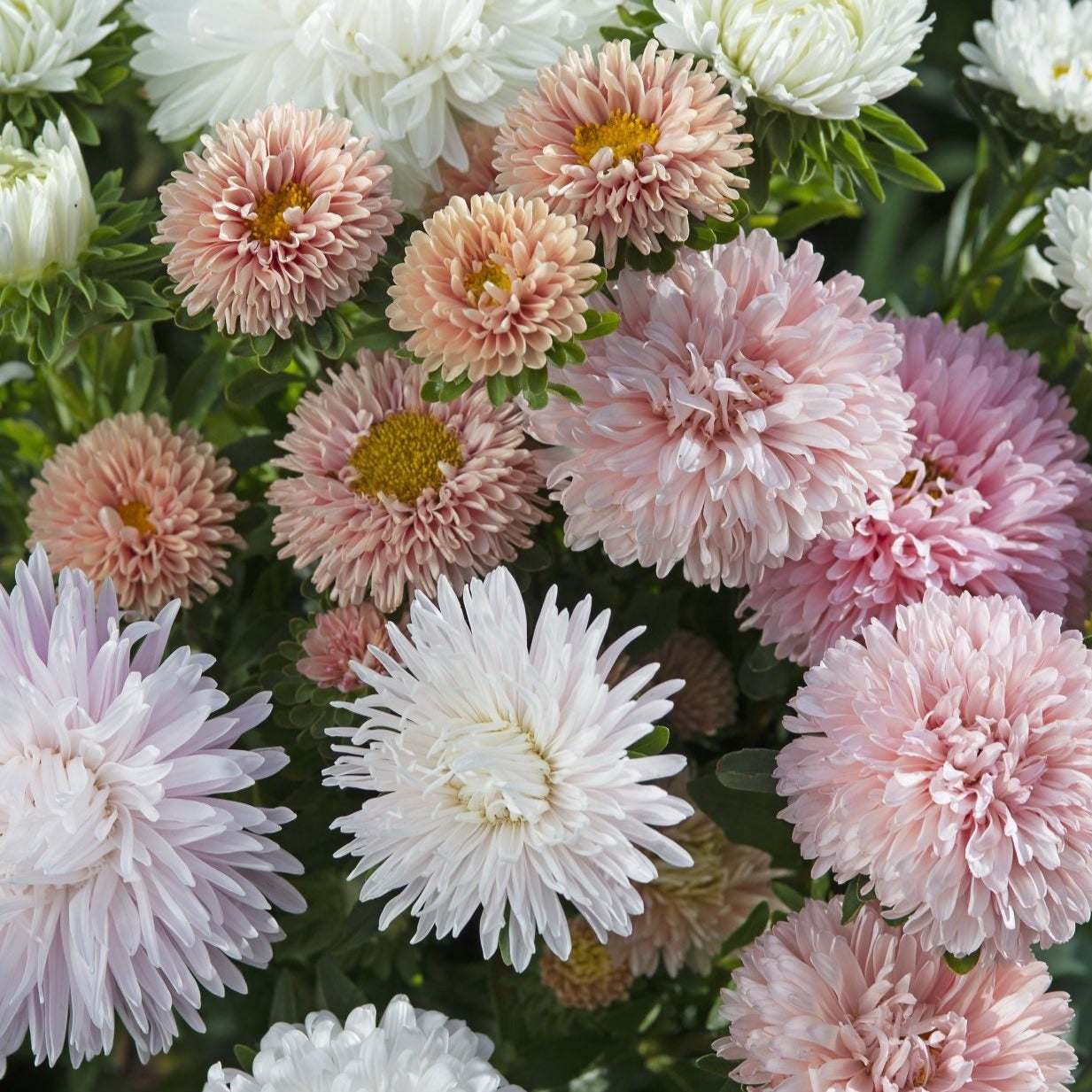 Aster Flower And Garden Roses Aster Flower And Garden Roses