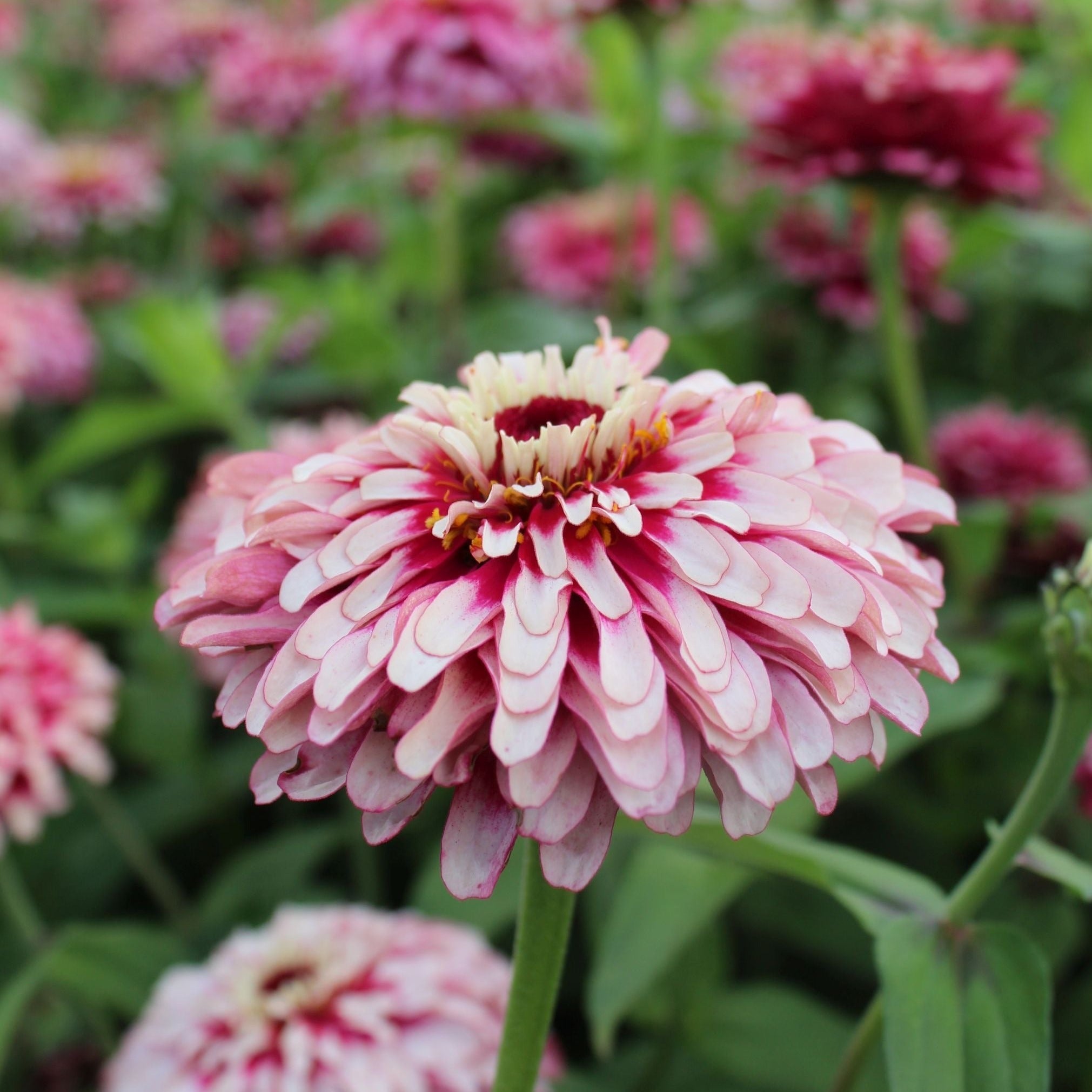 Zinnia Elegans Mazurkia Flower X 50 Seeds Veggie & Flower Garden Seeds
