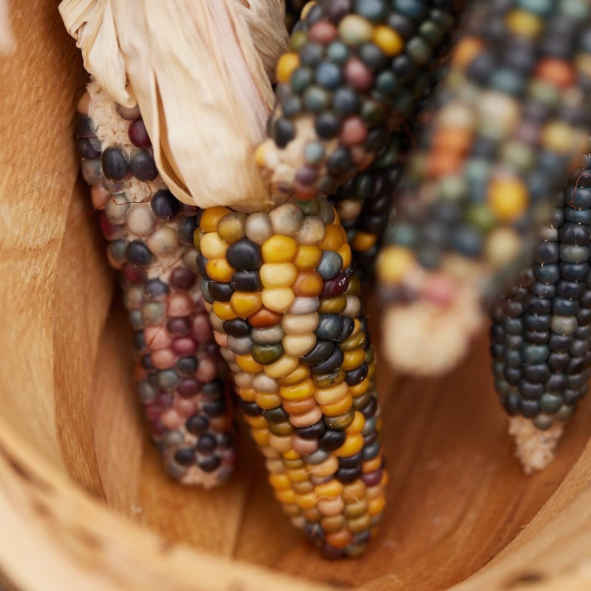 Glass Gem Rainbow Corn Organic | X 20 Seeds – Veggie & Flower Garden Seeds