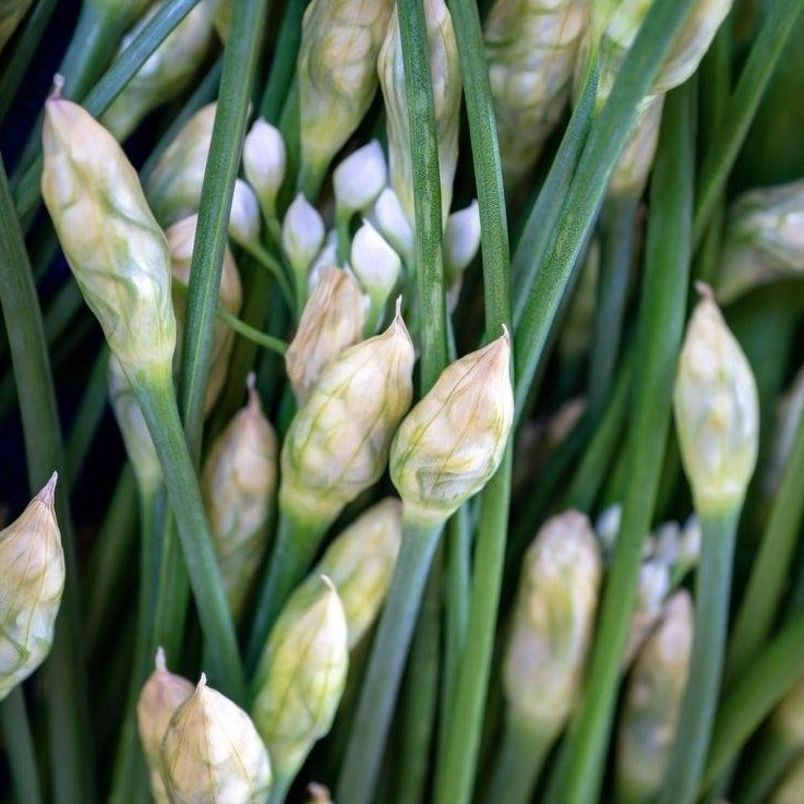 Garlic Chives Chinese Chives Japanese Nira Herb X 80 Seeds garlic-chives-chinese-chives-japanese-nira-herb-x-80-seeds