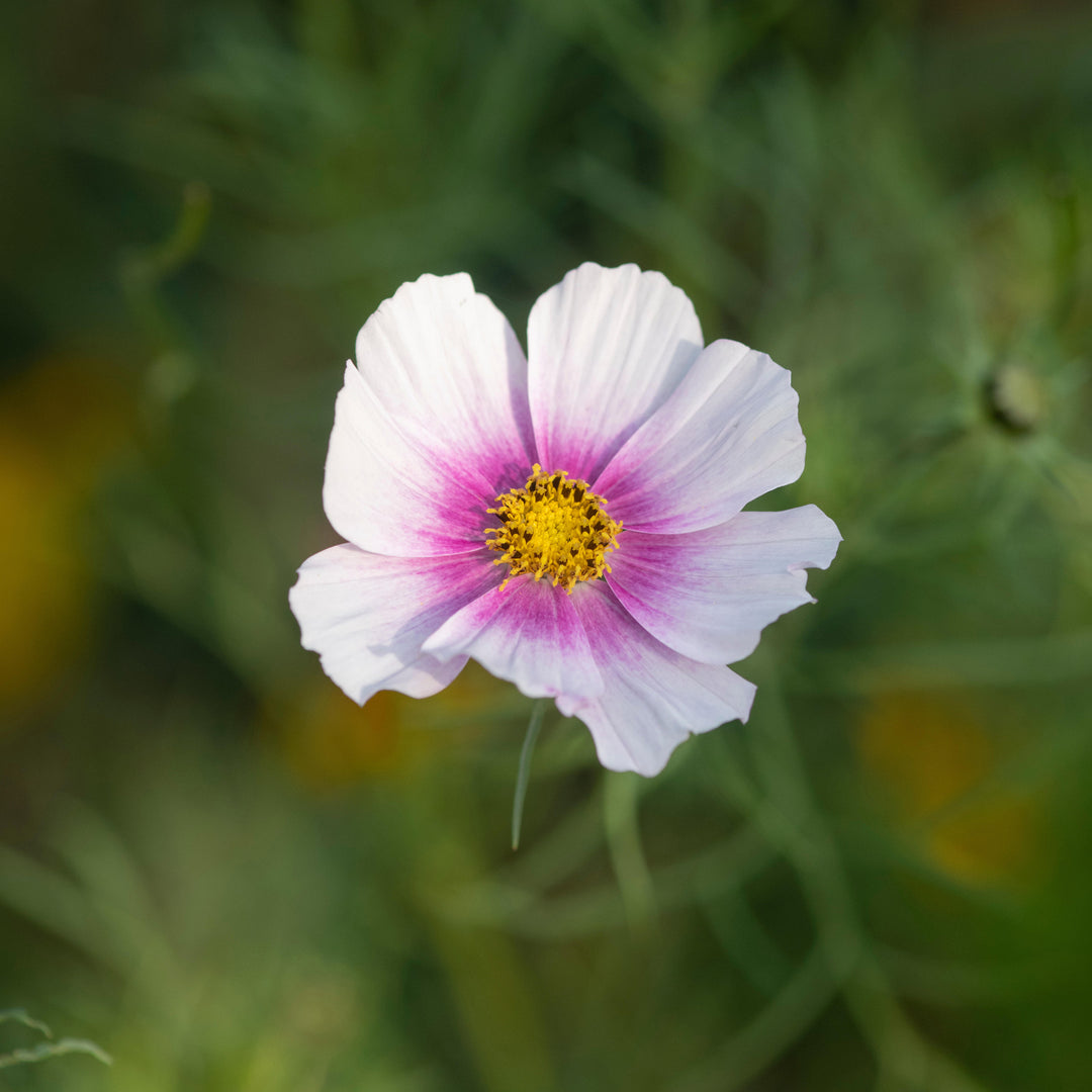 Cosmos Daydream Flower Seeds