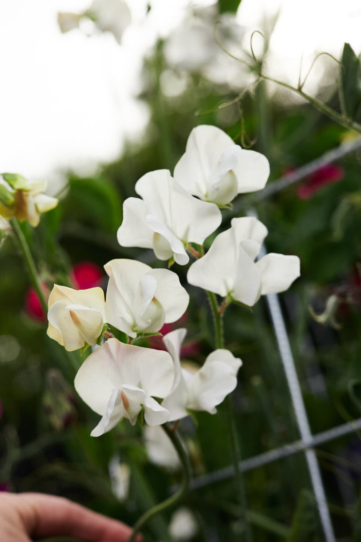 Sweet Pea Elegance Ice Cream White Flower