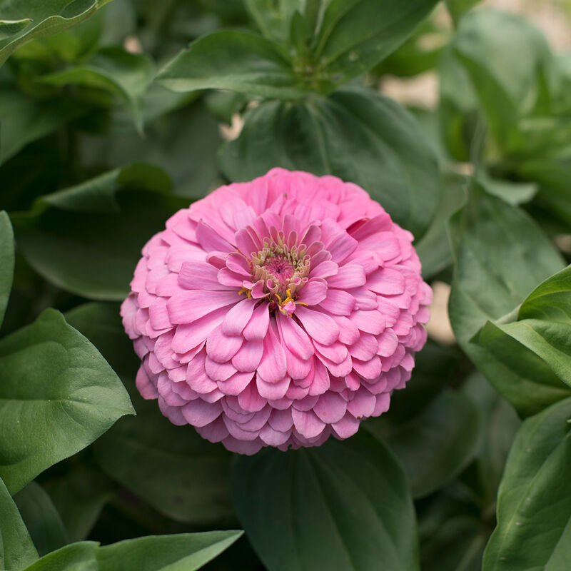 Zinnia Luminosa Bright Pink Flower