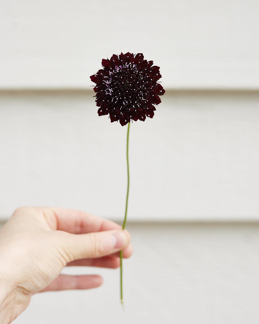 Scabiosa Black Knight Pincushion Flower X 40 Seeds Veggie & Flower