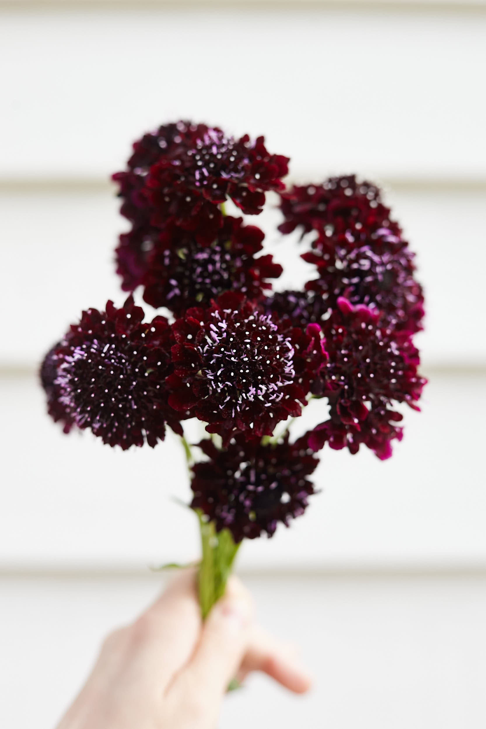 Scabiosa Black Knight Pincushion Flower X 40 Seeds Veggie & Flower