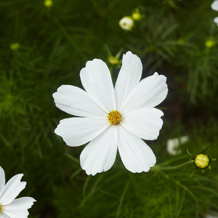 Cosmos Sensation Purity White Flower | X 50 Seeds