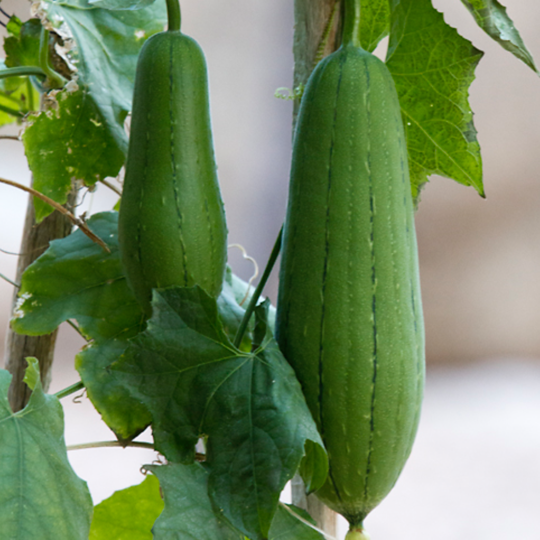 Gourd Luffa Cylindrica Vegetable X 10 Seeds – Veggie & Flower Garden Seeds
