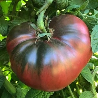 Tomato Cherokee Purple | X 100 Seeds